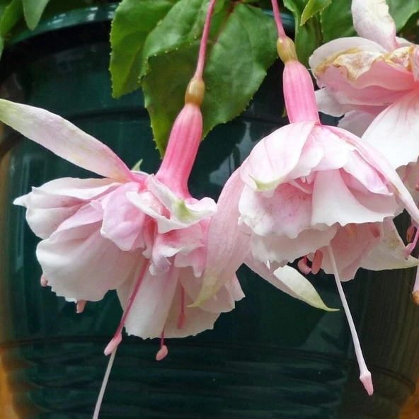 XXL Çiçekli Katmerli Pink Marshmallow Küpe Çiçeği Fidesi (1 Fide ürün görseli 1