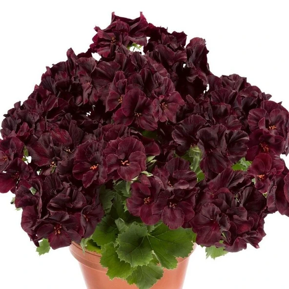 Özel Tür Nadir Aristo Black Velvet Sardunya Çiçeği Fidesi (1 Fide) ürün görseli 1