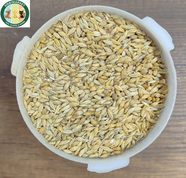 Arpa Tane 3 Kg Hasıl ve Yemlik Hamster-Tavşan-Kuzu-Tavuk-Kaz-Hindi ürün görseli 1