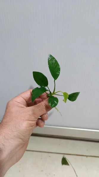 Canlı Bitki L014 Anubias Barteri Striped 5-6yaprak ürün görseli 1