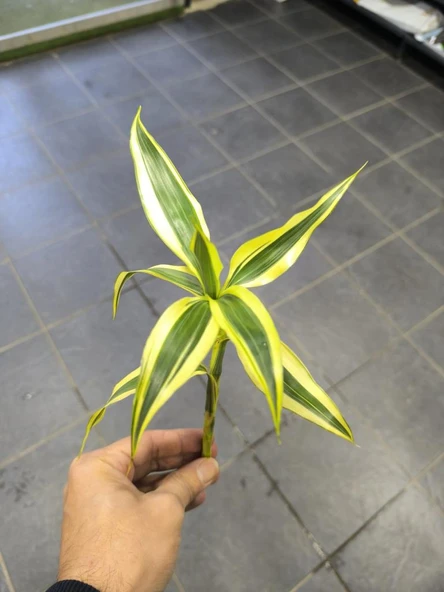 Canlı Bitki L064 dracaena sanderiana - Resim 2