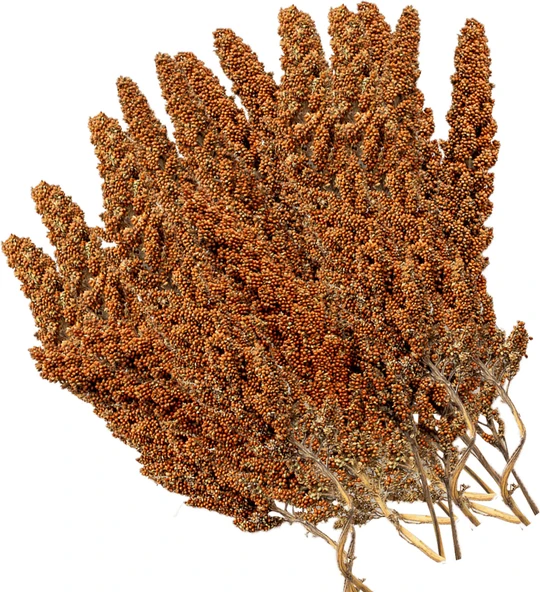 Hobi %100 Doğal Kızıl Dal Darı 100 Gram+Dal Darı Tutacağı ürün görseli 1