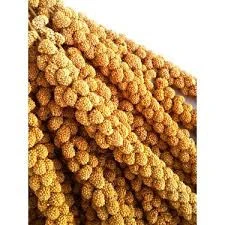 Hobi %100 Doğal Sarı Dal Darı 100 Gram+Dal Darı Tutacağı ürün görseli 1