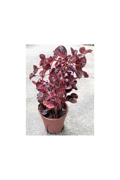 Saksılı Çingene Şalvarı Çiçeği 10-20 cm Iresine Herbstii ürün görseli 1