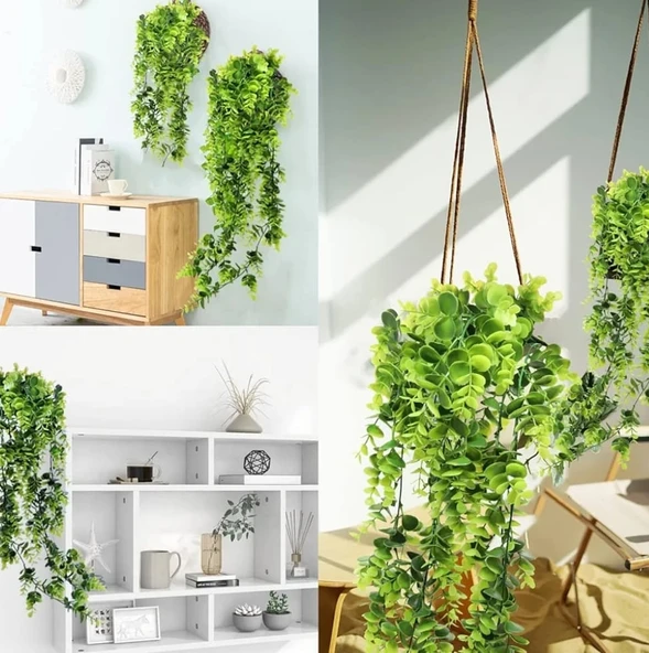 Okaliptus Sarkıt 80 Cm ( SAKSISIZ ) - Resim 2