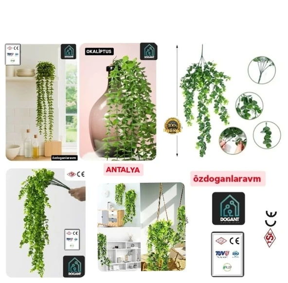 Okaliptus Sarkıt 80 Cm ( SAKSISIZ ) ürün görseli 1