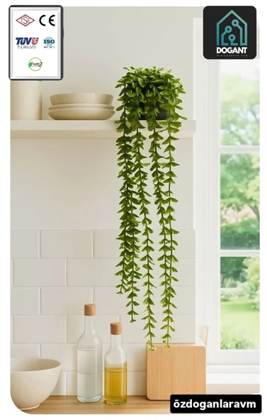 Okaliptus Sarkıt 80 Cm ( SAKSISIZ ) - Resim 3