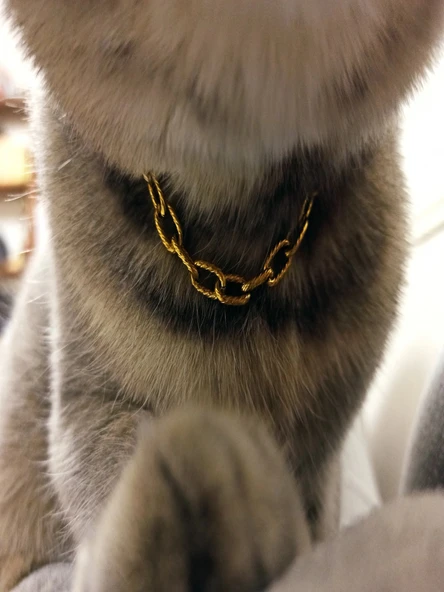 Paperclip Zincirli Gold Çelik Kedi Tasması/Aksesuarı - Meow Serisi ürün görseli 1