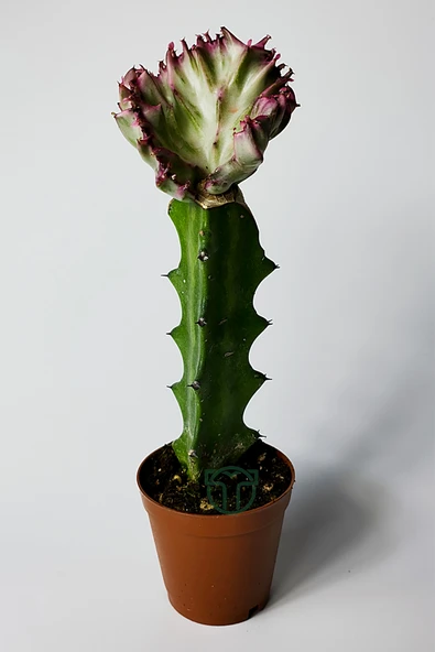 Euphorbia Lactea Cristata Variegata – Özel Seri Koleksiyon Aşılı ürün görseli 1