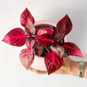 Çingene Şalvarı Fidesi Iresine Herbstii 10-35 cm - Resim 3