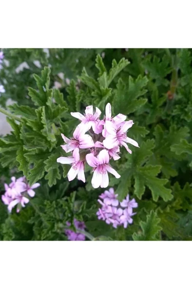 Pembe Gül Damlası Itır Çiçeği Fidanı 10-20 cm ürün görseli 1