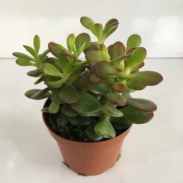 Şans Crassula Ovata Para Çiçeği Fidanı 10-20 cm ürün görseli 1