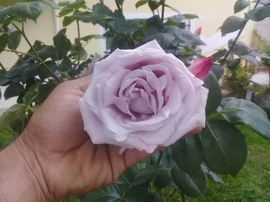 Sarmaşık Gül Fidanı Lila Renk 10-20 cm ürün görseli 1