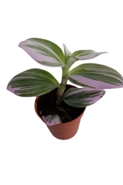 Yeşil Pembe Tradescantia Nonuk Telgraf Çiçeği Fidanı 10-20 cm ürün görseli 1