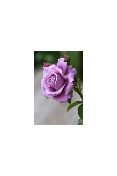 Gül Fidanı Lila Renk 10-20 cm ürün görseli 1