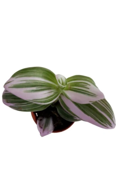 Tradescantia Nonuk Telgraf Çiçeği Fidanı 10-20 cm ürün görseli 1