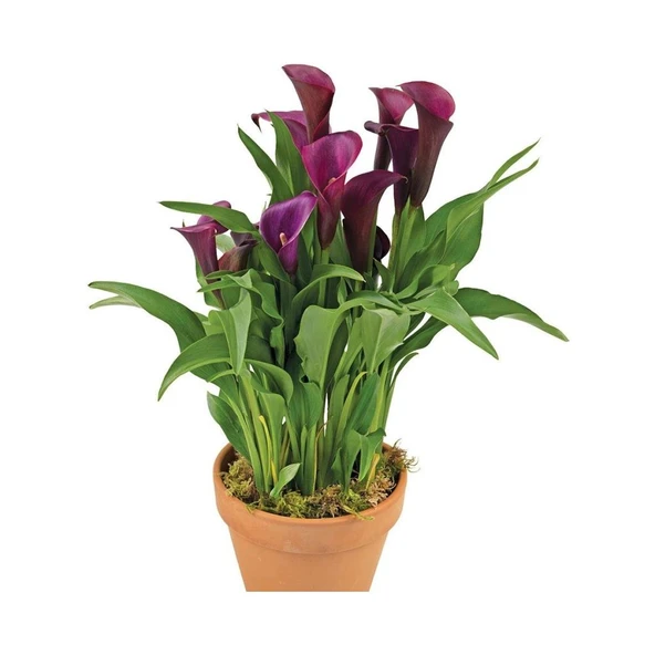 (Calla Lily) Bordo Gala Gelin Çiçeği 10-20 cm ürün görseli 1