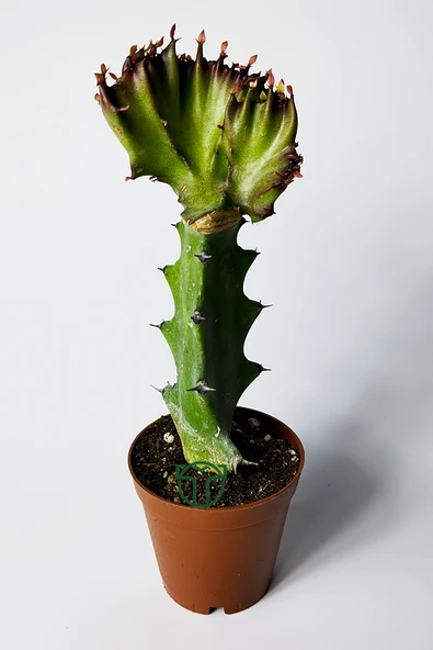 Euphorbia Lactea Cristata Variegata – Dark Rim – 5.5 cm Saksıda ürün görseli 1