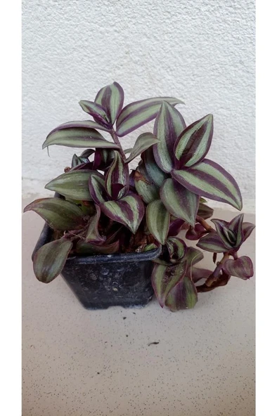 Telgraf Çiçeği Fidanı 10-20 cm - Resim 4