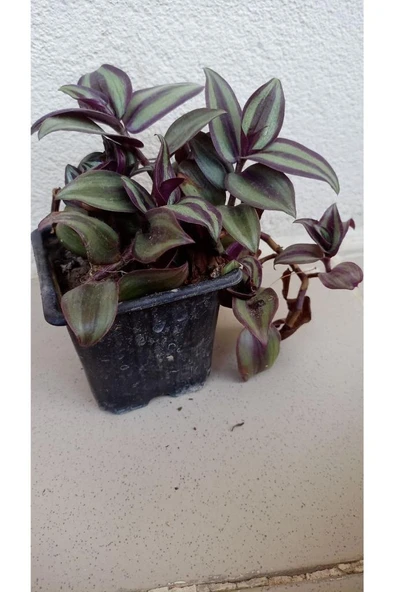 Telgraf Çiçeği Fidanı 10-20 cm - Resim 3