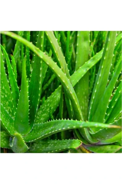 Sarısabır Aloe Vera (ALOVERA) Fidanı 10-20 Cm ürün görseli 1