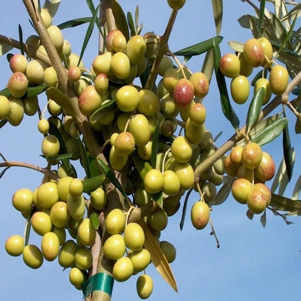 Tüplü, 3 yaş bodur arbequeinea ispanyol zeytin fidanı 180-200 cm ürün görseli 1
