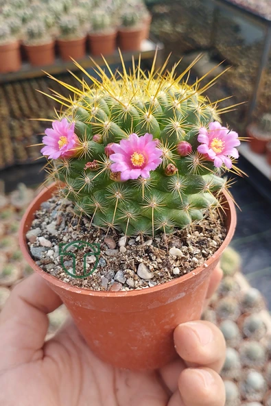 Mammillaria ‘Ginsa Maru’ – Pembe Çiçekli – Koleksiyonluk – Dolgun ürün görseli 1