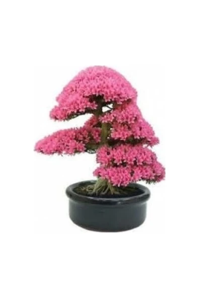 Tohumcumm 10 Adet Tohum Nadir Bulunan Japon Sakura Ağacı Bonsai Prunus Serrulata Ağacı Ekim Kiti Saksı Toprak ürün görseli 1