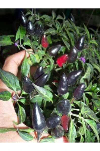 Tohumcumm 100 Adet Tohum Acı Siyah Cin Biber Tohumu Turşuluk Sofralık Biber Tohum Hediye Tohum ürün görseli 1