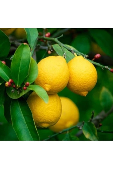 Tohumcumm 10 Adet Tohum Organik Sarı Yediveren Limon Ağaç Tohumu Akdeniz Limonu Tohum Saksı Toprak ürün görseli 1