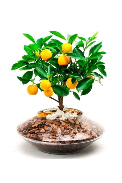 Tohumcumm 10 Adet Tohum Bodur Bonsai Washington Portakal Ağaç Tohumu Bonsai Toprakal Ağacı Saksı Toprak Hediye ürün görseli 1