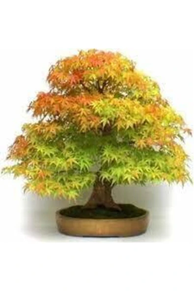 Tohumcumm 5 Adet Tohum Çınar Ağacı Tohumu Sürpriz Hediye Bonsai Ağacı Tohumu ürün görseli 1