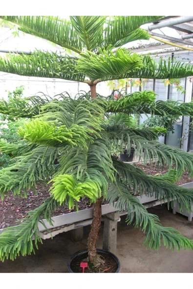 Tohumcumm 15 Adet Tohum Nadir Organik Arakorya Araucaria Çam Ağaç Tohumu Salon Arakorya Çamı Tohumu ürün görseli 1