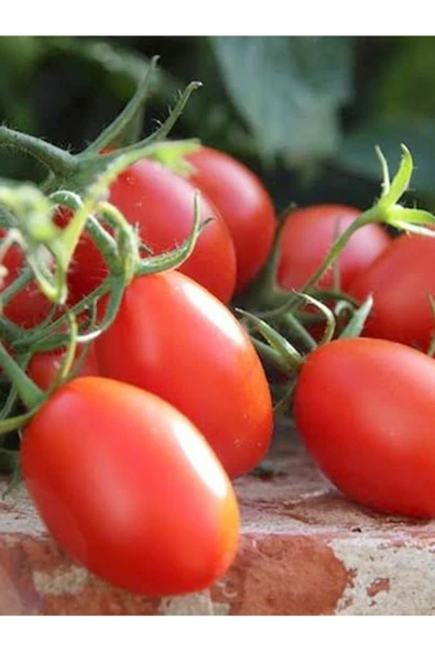 Tohumcumm 200 Adet Tohum Nadir Kırmızı Yumurta Domates Tohumu Hediye Tohum ürün görseli 1