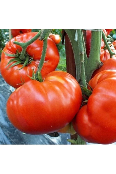 Tohumcumm 100 Adet Tohum Organik Saksılık Bahçelik Köy Tipi Domates Tohumları Orjinal Çekirdek Tohum Saksı Top ürün görseli 1
