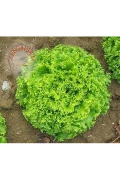 Tohumcumm 200 Adet Tohum Nadir Samba Kıvırcık Marul Tohumu Taze Hasat Köy Tohumu Hediye Tohum ürün görseli 1