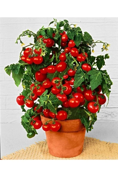 Tohumcumm 200 Adet Tohum Organik Köy Cherry Çeri Domates Tohumu Saksılık Sürpriz Hediye Tohumludur ürün görseli 1