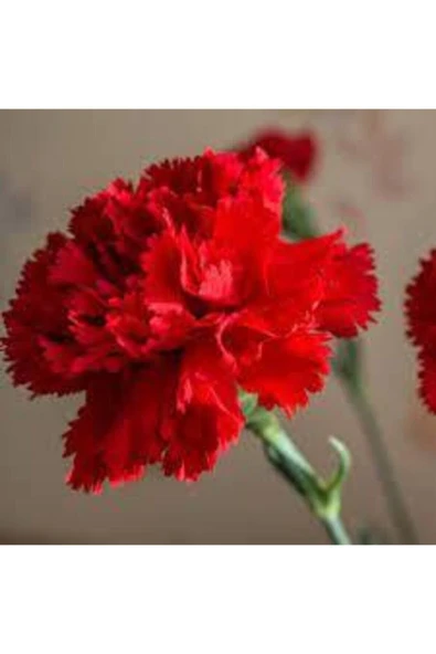 Tohumcumm 10 Adet Tohum Sarı Karanfil Çiçeği Tohumu Çiçek Tohumu Sürpriz Hediye Tohumludur ürün görseli 1