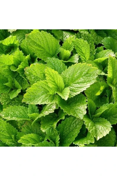 Tohumcumm 15 Adet Tohum Nadir Melisa Limon Oğulotu Tohumu Oğul Otu Tohumu Sürpriz Hediye Tohumlu ürün görseli 1