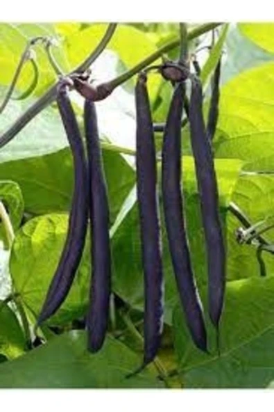 Tohumcumm 50 Adet Tohum Nadir Organik Olive Bean İthal Siyah Fasulye Tohumu Taze Tohum Hediye Tohumludur ürün görseli 1