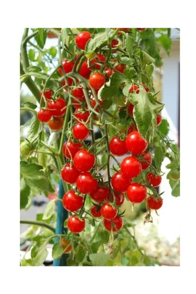 Tohumcumm 50 Adet Tohum Organik Orjinal Köy Cherry Çeri Domates Tohumu Saksı Toprak Hediyemizdir ürün görseli 1