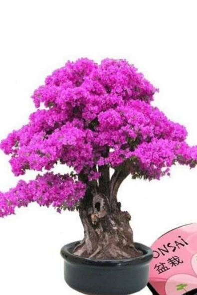 Tohumcumm 20 Adet Tohum Bodur Bonsai Pembe Erguvan Ağacı Bonzai Tohumu Saksı Toprak Hediyemizdir ürün görseli 1
