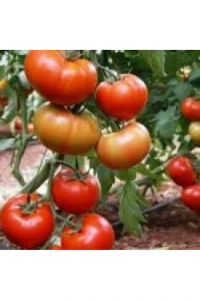 Tohumcumm 150 Adet Tohum Essah Yerli Hobi Balkon Alaca Köy Domates Tohum Saksı Topraklı ürün görseli 1