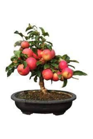 Tohumcumm Tohum Bodur Bonsai Elma Ağacı Tohumu 5 Adet ürün görseli 1