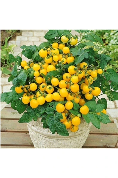 Tohumcumm 50 Adet Tohum Saksılık Sarı Çeri Cherry Domates Tohumu Organik Saksı Toprak Hediyemiz ürün görseli 1