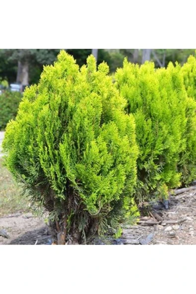 Tohumcumm 100 Adet Tohum Organik Bahçe Villa Kurtbağrı Sarmaşık Tohumu Hediye Tohumlu ürün görseli 1