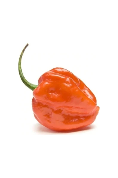 Tohumcumm 10 Adet Toum Dünyanın En Acı Biberi Habanero Biber Tohumu İthal Acı Habanero Biberi Tohumu Hediye To ürün görseli 1