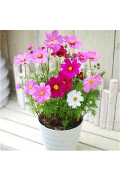 Tohumcumm 10 Adet Tohum Karışık Renkli Kosmos Cosmos Çiçeği Tohumu Yeni Taze Tohum Hobi Balkon Çiçek ürün görseli 1