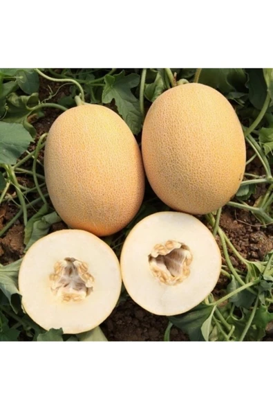Tohumcumm 100 Adet Tohum Organik Taze Hasat Tohum Ananas Bal Kavun Tohumu Hobi Köy Tohumu Hediye Tohum ürün görseli 1