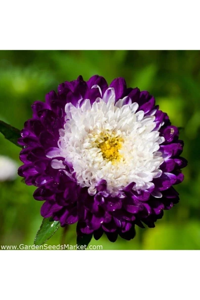 Tohumcumm 20 Adet Tohum Aster Çiçeği Tohumu Aster Çiçek Tohumu Saksı Toprak Hediyemizdir ürün görseli 1